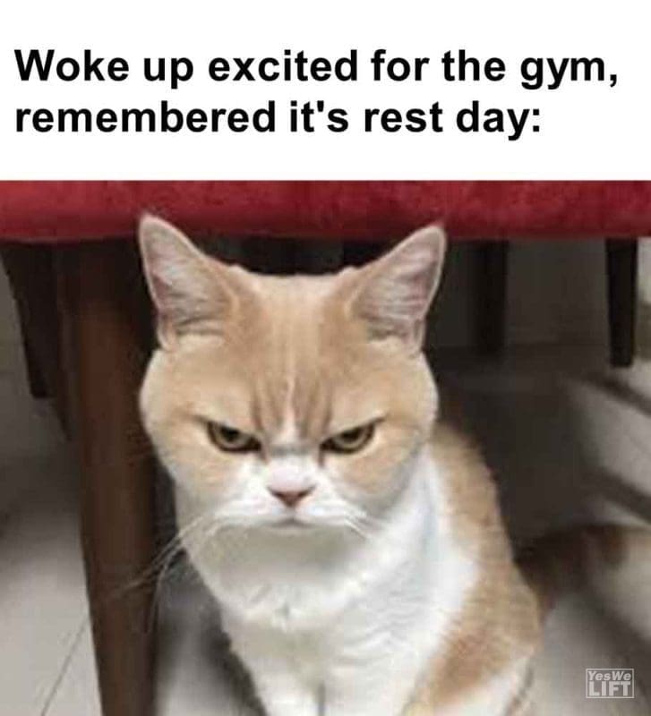 390 - Woke Up Excited For The Gym, Remembered It's Rest Day