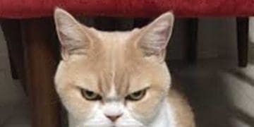 When You've Been Lifting For Years And Someone Suggests You Start Working Out